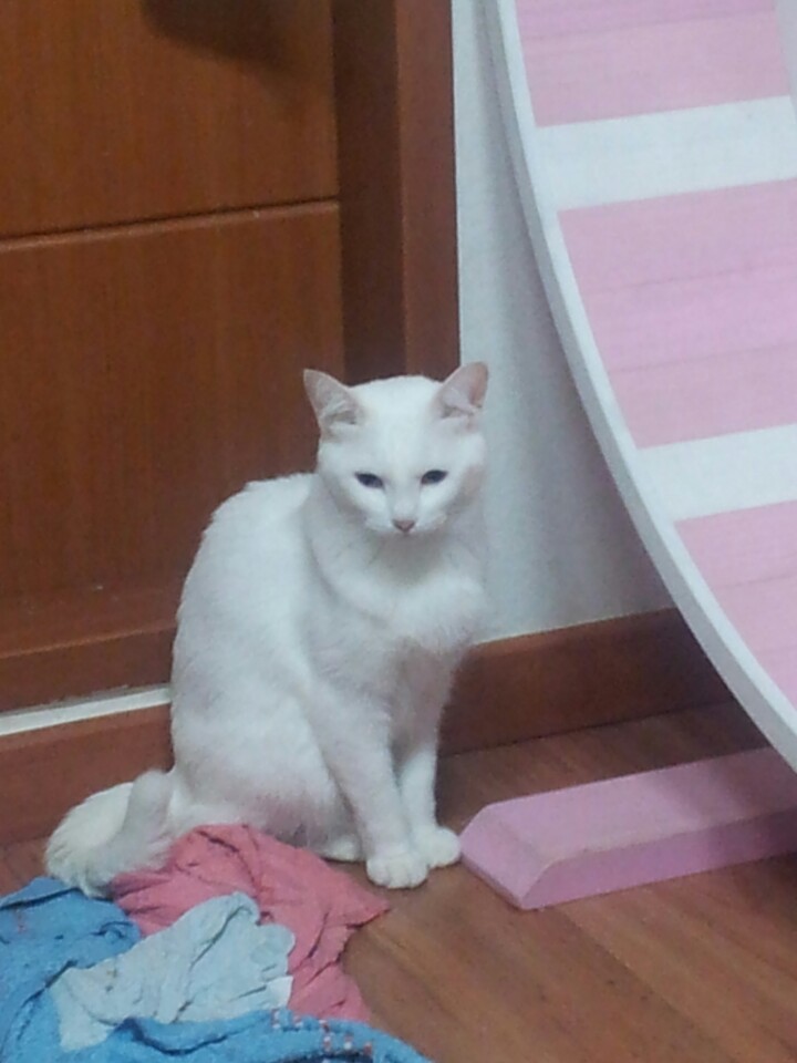 시연이