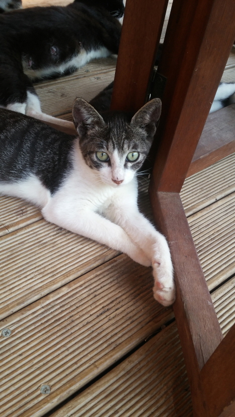 회색남아냥이