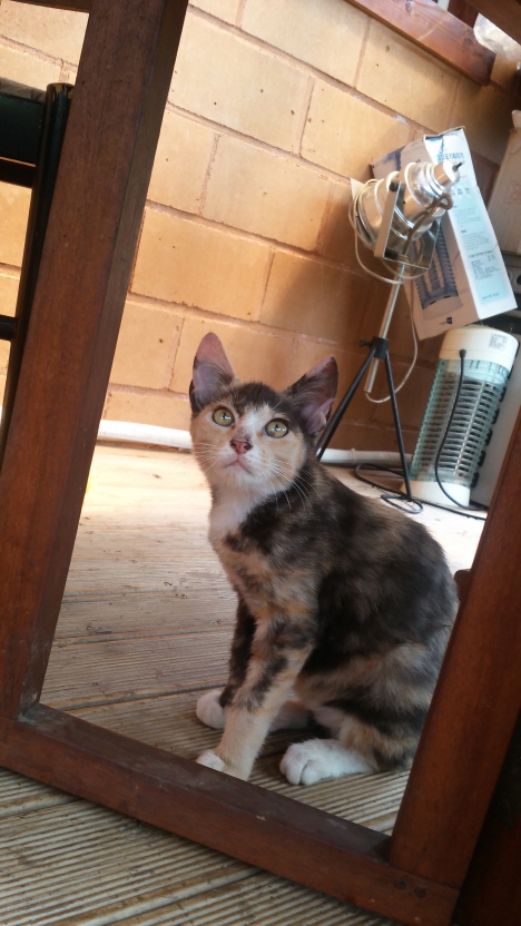 삼색냥이