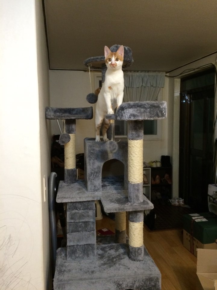 대형캣타워를 맘껏 오르락 내리락~