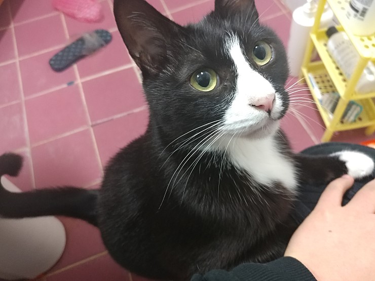 턱시도4살 남아 (토리)