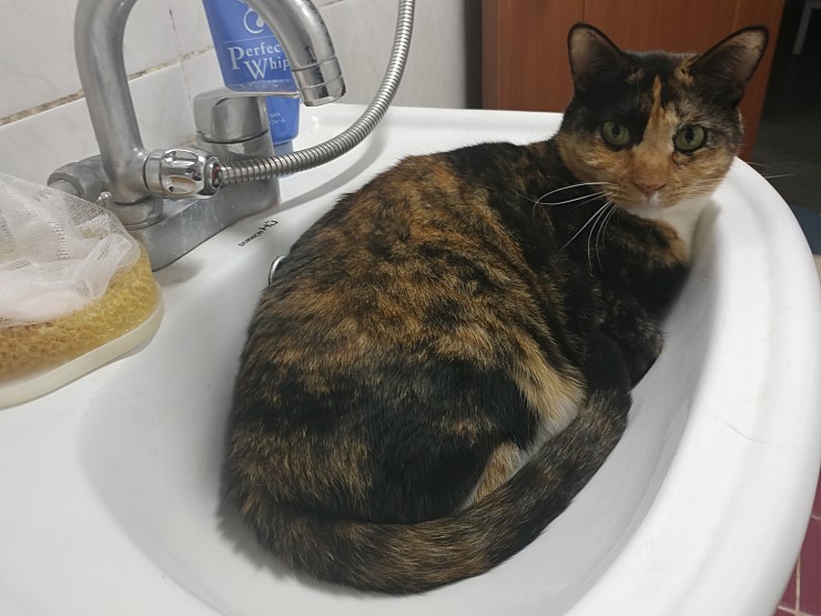 카오스 5살 여아 (해리)