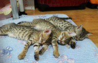 벵갈 고양이 무료분양 합니다(입양 됐습니다.연락주셔서 감사합니다)