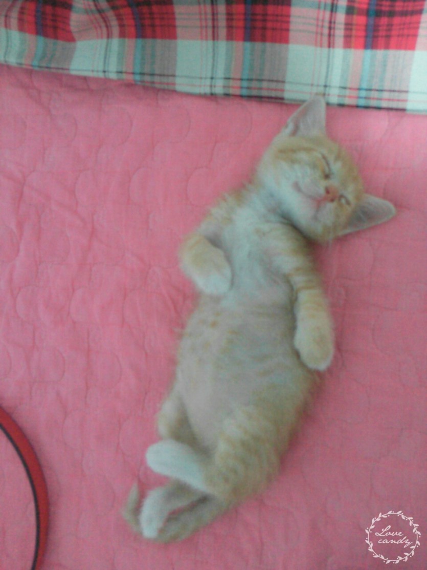 고양이 잠
