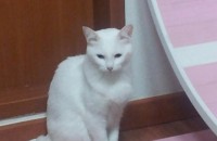 [긴급]용인,경기 4살 터앙묘 분양해요