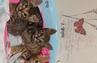 아기고양이 삼둥이 무료분양