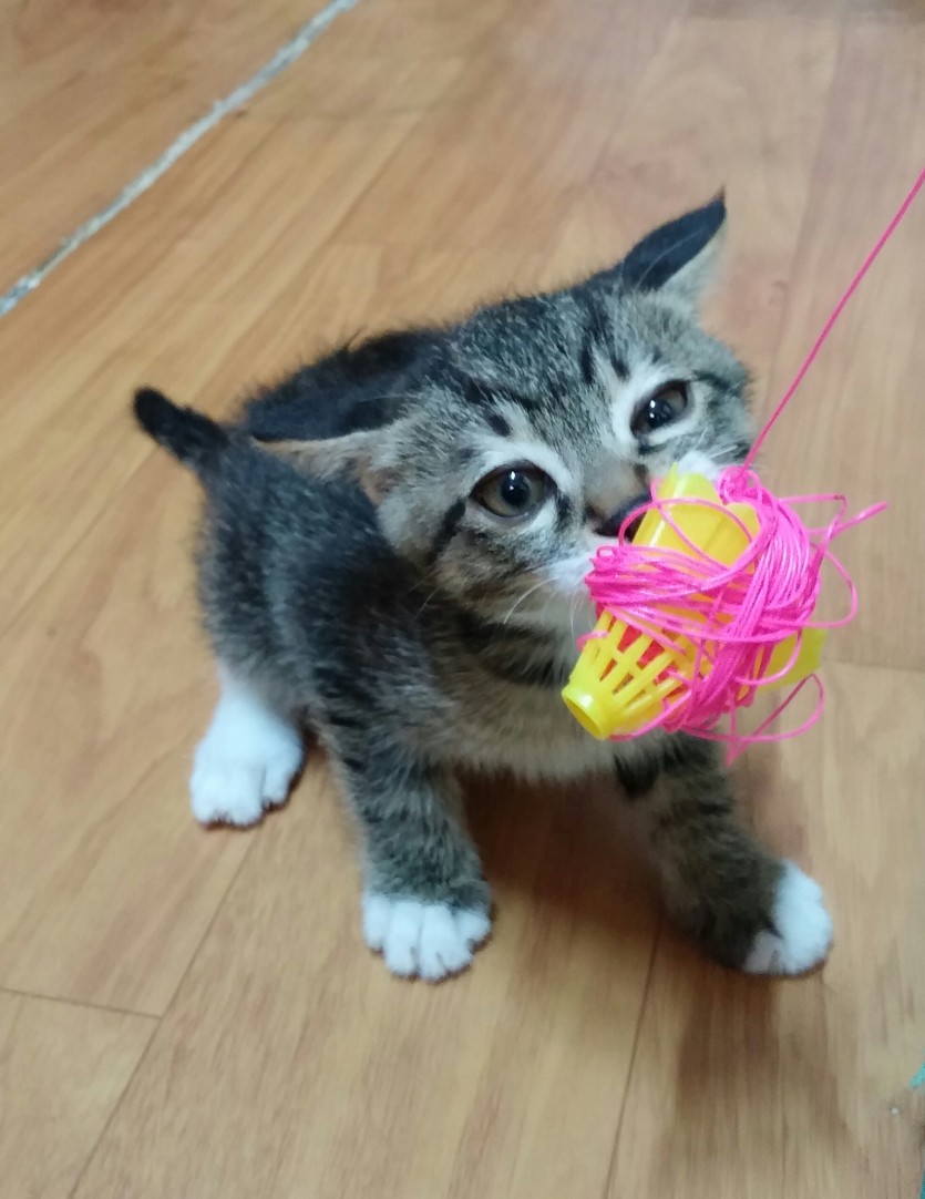 요건 애기때 놀던 사진