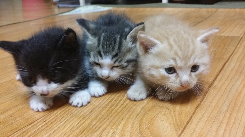 새끼고양이