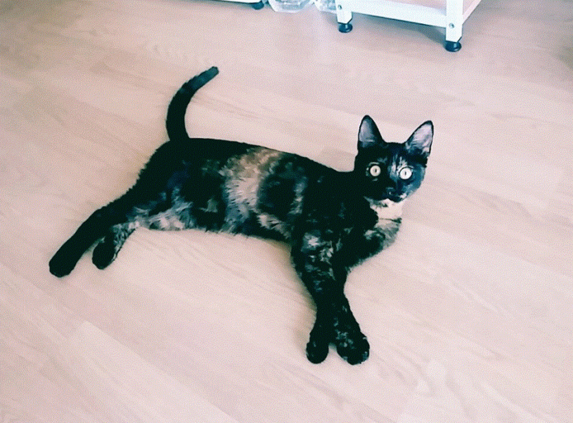 개냥이