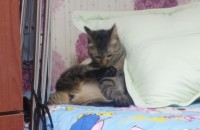 대구 6개월 코숏 무료분양합니다.