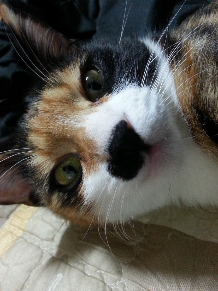 새끼얼룩냥 이름 피크입니다.