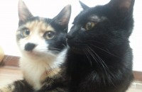 깜냥 얼룩냥 무료분양해요~(전주)