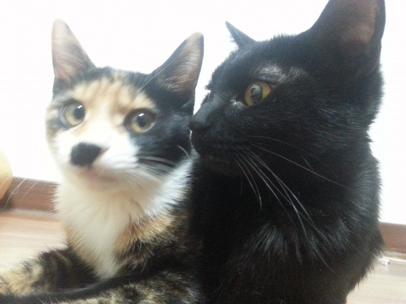 깜냥이 이름 단디