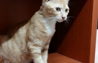 가족으로 입양해주세요.