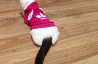 고양이 무료분양합니다