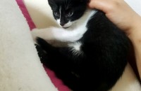 코숏 가정묘 건강한 2개월 냥이 두마리 분양합니다