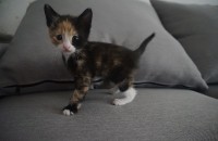 ((대전))코숏3개월새끼냥이들무료분양해드립니다.