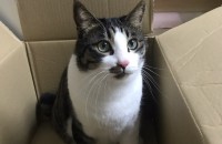 터앙 2마리 코숏2마리 분양합니다..