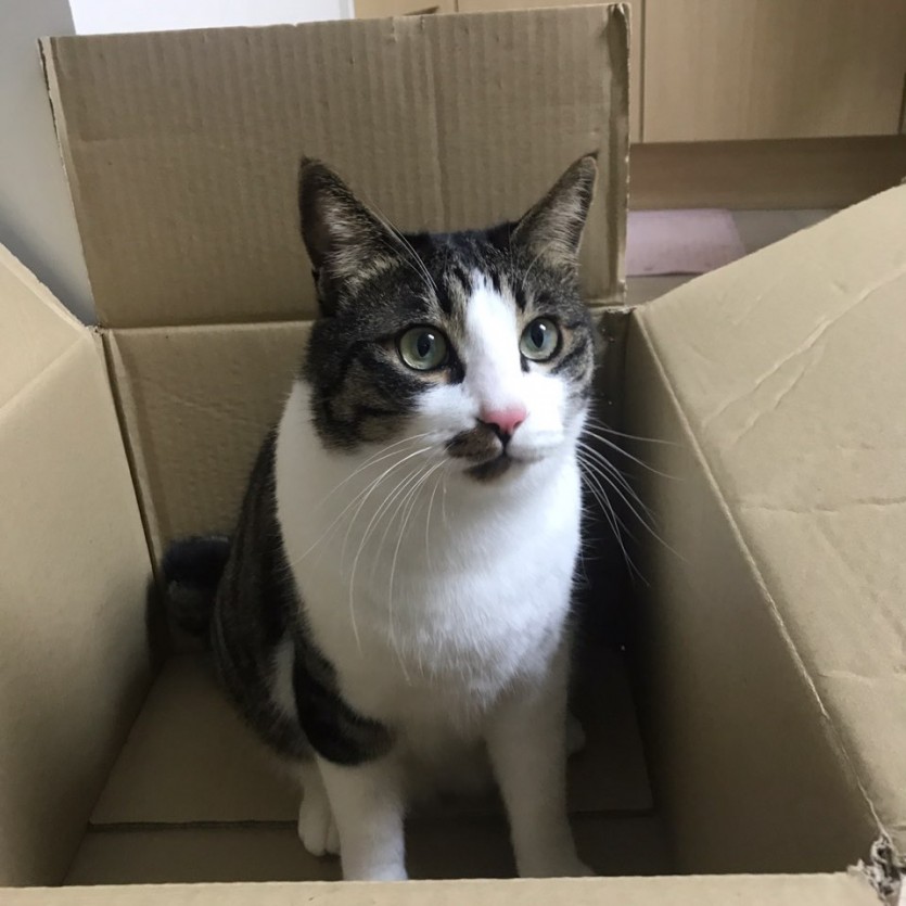 로켓(4살) 수컷입니다. 중성화 완료