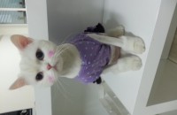 페르시안 남아5살 분양합니다~