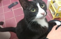 (수원)카오스5살, 턱시도4살 무료분양합니다.