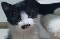 코숏 아가 1달 반 분양합니다