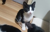 2개월 코숏 아가 분양합니다.(책임비 3만원)