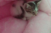 2개월된 코숏 점박이 분양