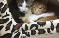 코숏 치즈/고등어 2마리 분양해요