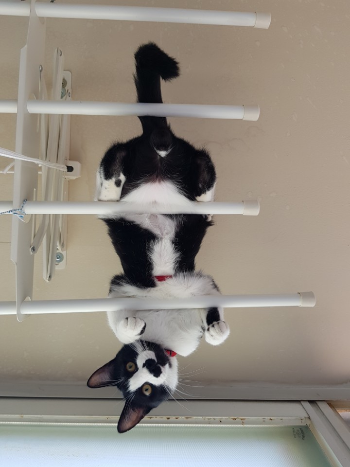 건조대위에올라가서 잘놀아요