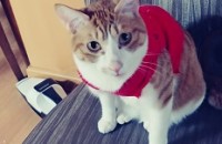 브숏, 코숏 동시 무료분양합니다.