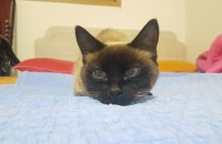 이쁜 샴 성묘 분양합니다~