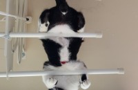 잠실 송파구 고양이무료분양합니다