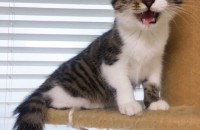 <전주> 페르시안+코숏 3개월 2차접종 완료 (남) 무료분양