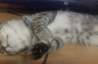 아메리칸숏헤어 암컷고양이 2살 무료분양해요!!완전착함