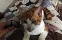 [개냥이]가족같은 성묘 무료분양합니다 ㅠㅠ