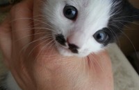 부산 진구 초읍동 새끼고양이 무료분양해요