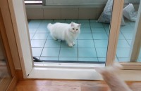 페르시안 2살 여아 무료분양합니다