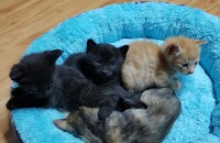 코숏 무료분양합니다