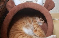 2살 코숏 치즈 여아 분양합니다