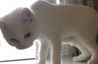 브리티쉬숏헤어 3살 무료분양합니다.