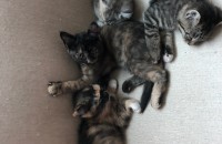 3월 2일생 아기냥이 네마리 분양합니다.