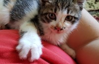 서울시 구로 생후 3개월반 온순한 삼색이 분양합니다.