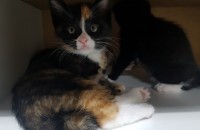 3개월 이쁜 삼색코숏 분양해요..