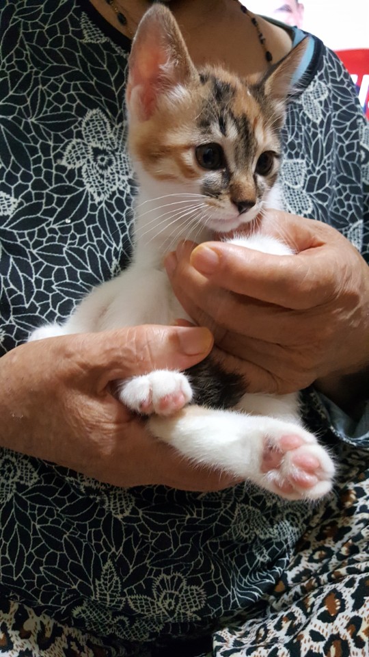 생후 1개월 반 암컷 아기고양이 ! 제일 화장실 교욱 잘 되어있어요.