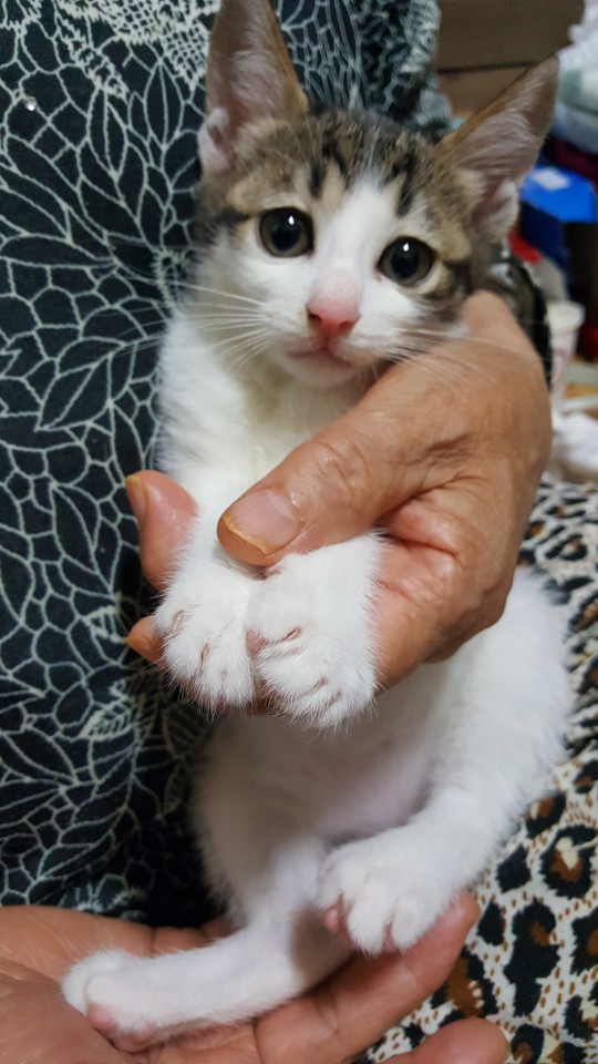 생후 1개월 반 수컷 고양이 제일 예뻐요 !
