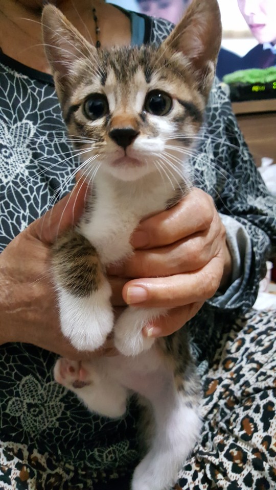 생후 1개월 반 수컷 고양이! 제일 활달하고 똥꼬발랄해요