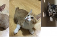 부산 코숏 2.5개월 집에서 태어난 아이들 분양합니다.