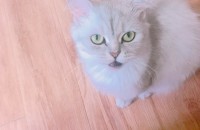 [경기/서울]2살된 여아 페르시안입니다.