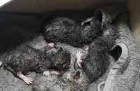 아직 눈도 못떳어요 꼬물이들 데려가세요.